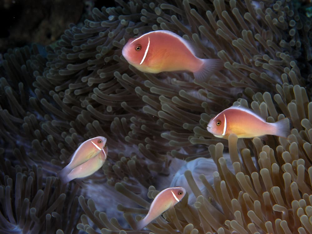Pink anemonefish in a sea anemone on a Komodo reef