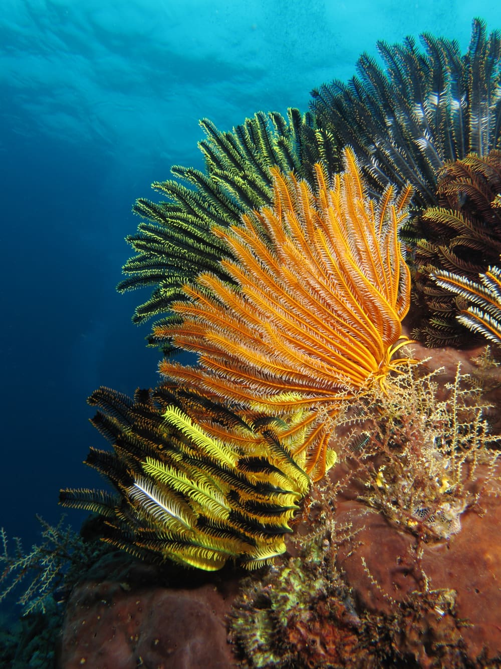 Orange feather stars on a colourful coral wall