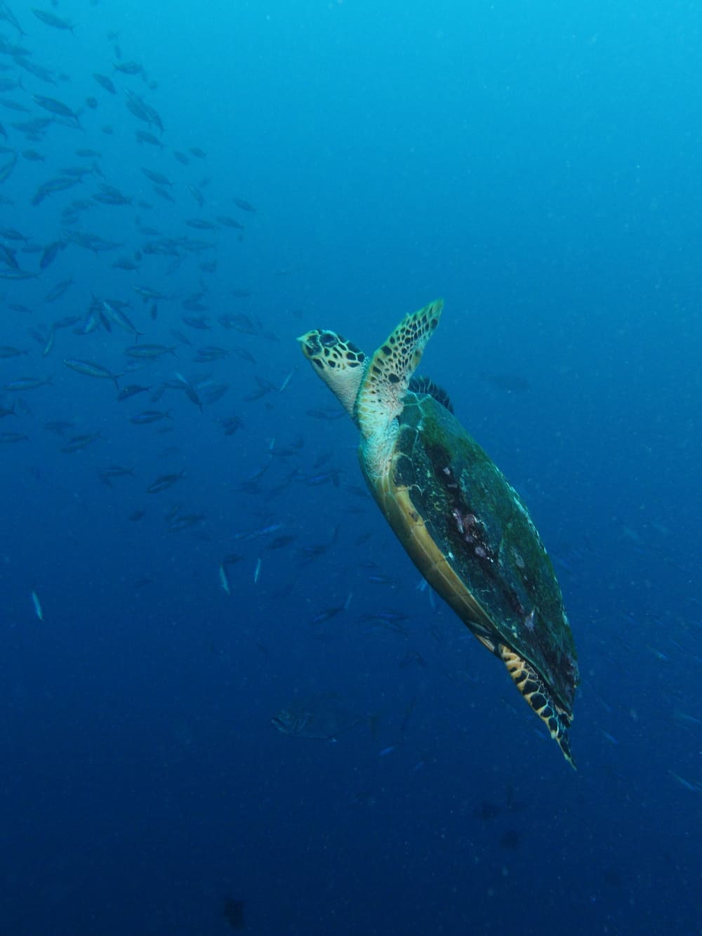 A green sea turtle swimming in deep blue water